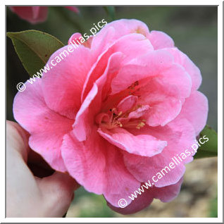 Camellia Reticulata 'K.O. Hester'