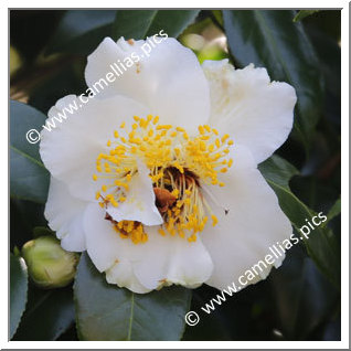 Camellia Japonica 'K. Ohara'