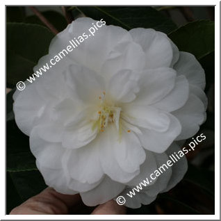 Camellia Japonica 'K. Sawada'