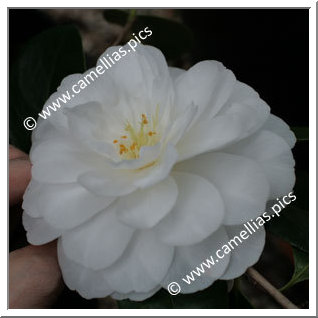 Camellia Japonica 'K. Sawada'