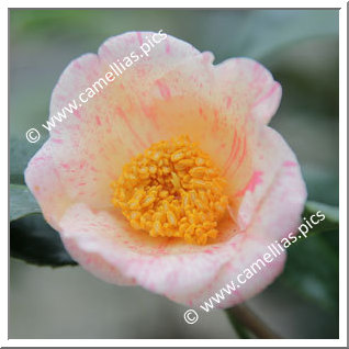 Camellia Japonica 'Kaga-makie'