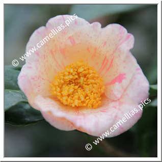 Camellia Japonica 'Kaga-makie'
