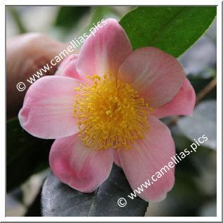 Camellia Japonica 'Kaga-zôgen '