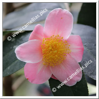 Camellia Japonica 'Kaga-zôgen '