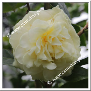 Camellia Hybrid 'Kagirohi'