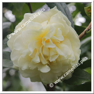 Camellia Hybrid 'Kagirohi'