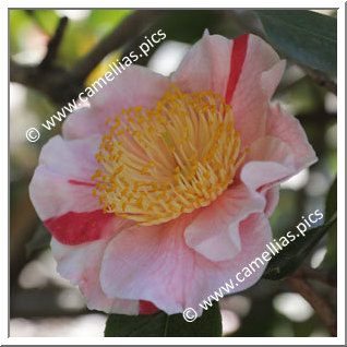 Camellia Higo Camellias 'Kakehashi'