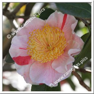 Camellia Higo Camellias 'Kakehashi'