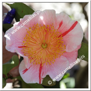 Camellia Camellia Japonica de Higo 'Kakehashi'