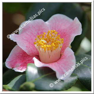 Camellia Japonica 'Kakure-iso'