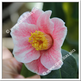 Camellia Japonica 'Kakure-iso'