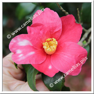 Camellia Sasanqua 'Kamakura-shibori'