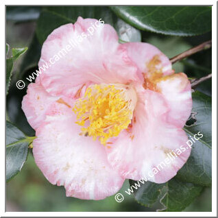 Camellia C. rusticana 'Kamo-fukurin'