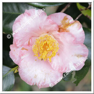 Camellia C. rusticana 'Kamo-fukurin'