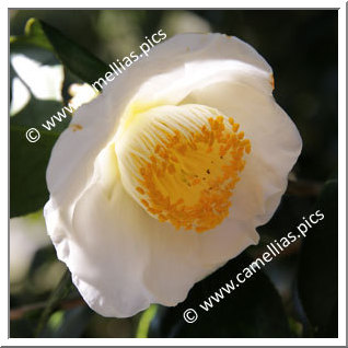 Camellia Japonica 'Kamo-honnami'