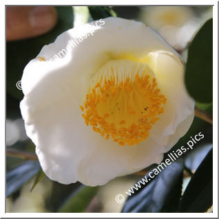 Camellia Japonica 'Kamo-honnami'