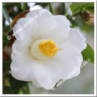 Camellia Japonica 'Kamogawa'