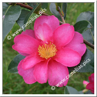 Camellia Sasanqua 'Kanjirô'