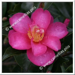 Camellia Sasanqua 'Kanjirô'