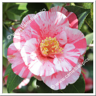 Camellia C. rusticana 'Kanka-shibori'