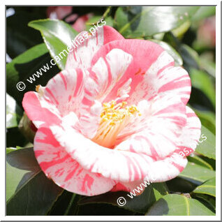 Camellia C. rusticana 'Kanka-shibori'