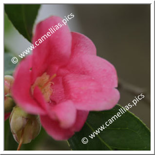 Camellia Wabisuke 'Kanzaki-aka-wabisuke'