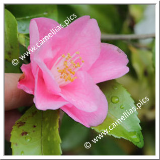 Camellia Hybrid 'Kaori-nigô'