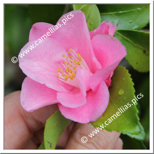 Camellia Hybrid 'Kaori-nigô'