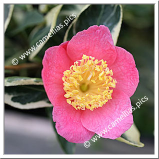 Camellia Japonica 'Karabenten'