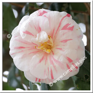 Camellia Japonica 'Kariginu'