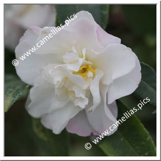 Camellia Sasanqua 'Kasane-ôgi'