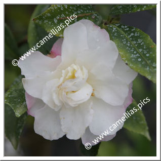 Camellia Sasanqua 'Kasane-ôgi'