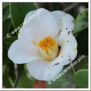 Camellia Japonica 'Kasenzan'