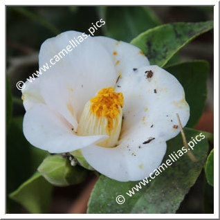 Camellia Japonica 'Kasenzan'