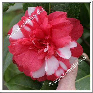 Camellia Japonica 'Kasugayama'