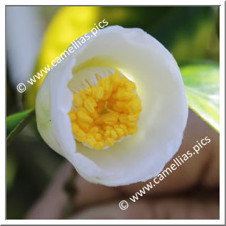 Camellia Japonica 'Katayama-sôtan'