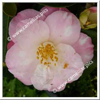 Camellia Japonica 'Berenice Boddy Variegated'