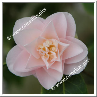 Camellia Japonica 'Katia'