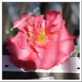 Camellia Japonica 'Katie'