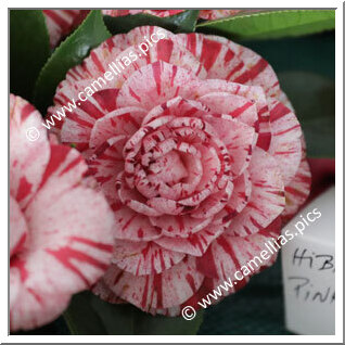 'Kay Berridge'