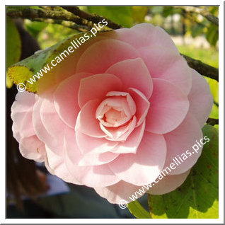 Camellia Japonica 'Kay Truesdale'