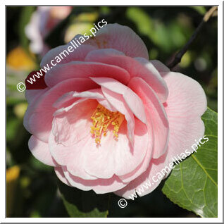 Camellia Japonica 'Kayoidori'