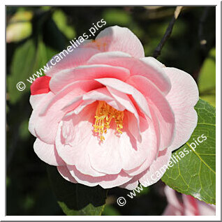 Camellia Japonica 'Kayoidori'