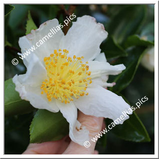 Camellia Sasanqua 'Kenkyô'