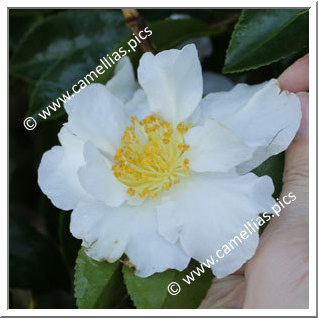 Camellia Sasanqua 'Kenkyô'