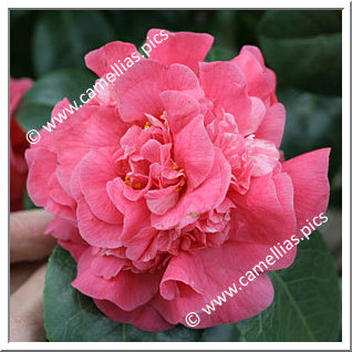 Camellia Japonica 'Kenny'