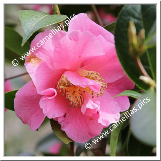 Camellia Reticulata 'Kerdalo '