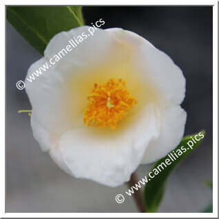 Camellia Hybrid 'Ki-no-tamago'