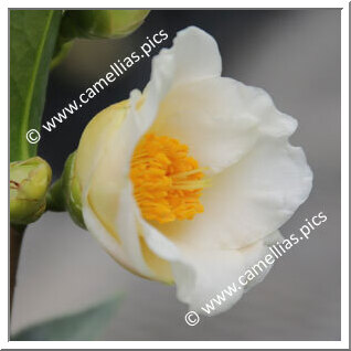 Camellia Hybride 'Ki-no-tamago'