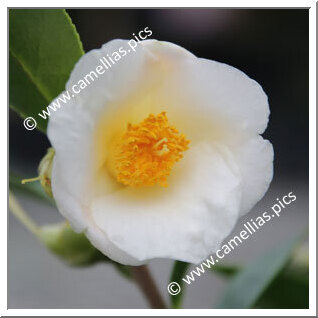 Camellia Hybrid 'Ki-no-tamago'